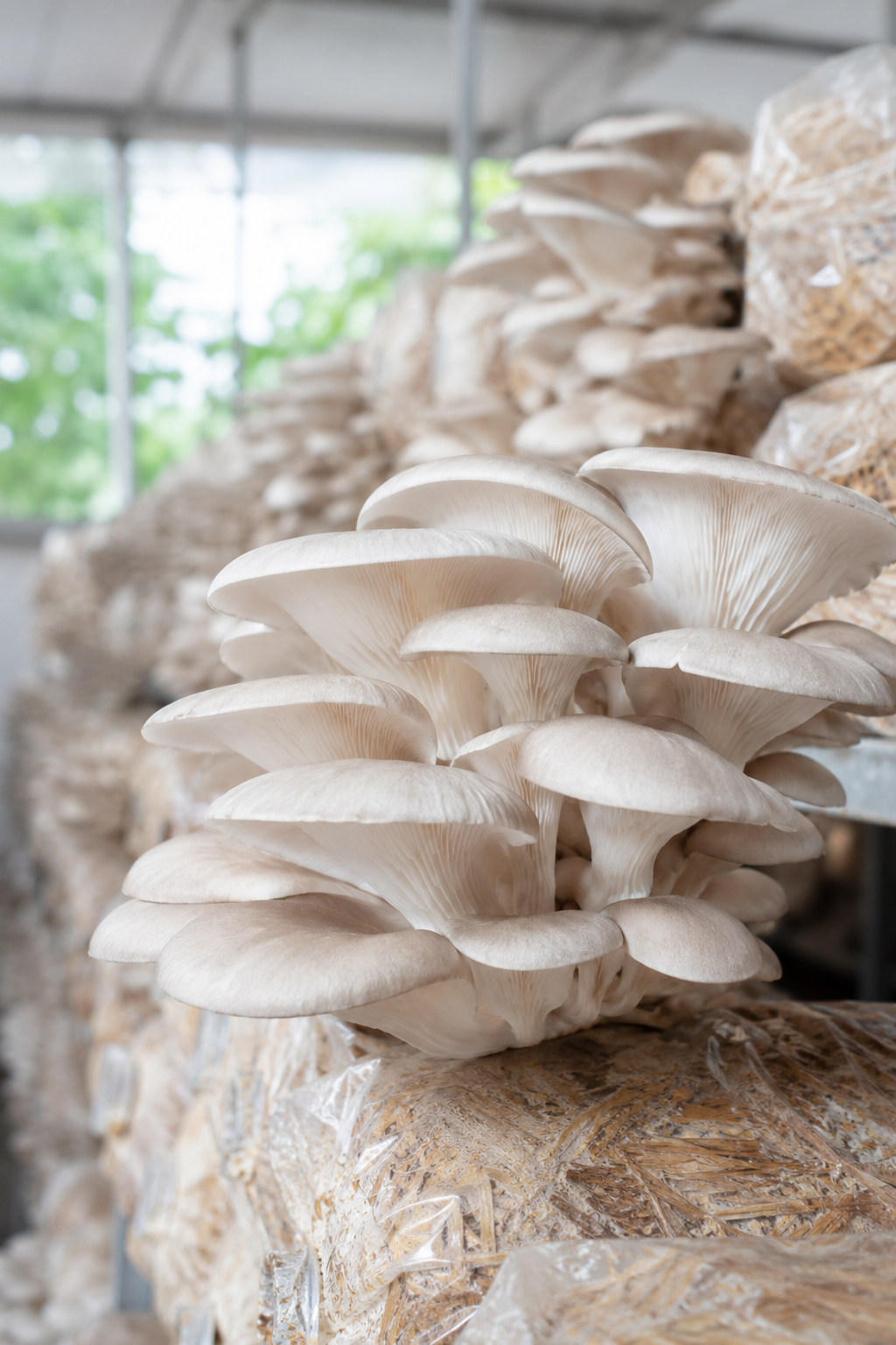 Fresh white oyster mushroom cluster growing from a straw substrate bag