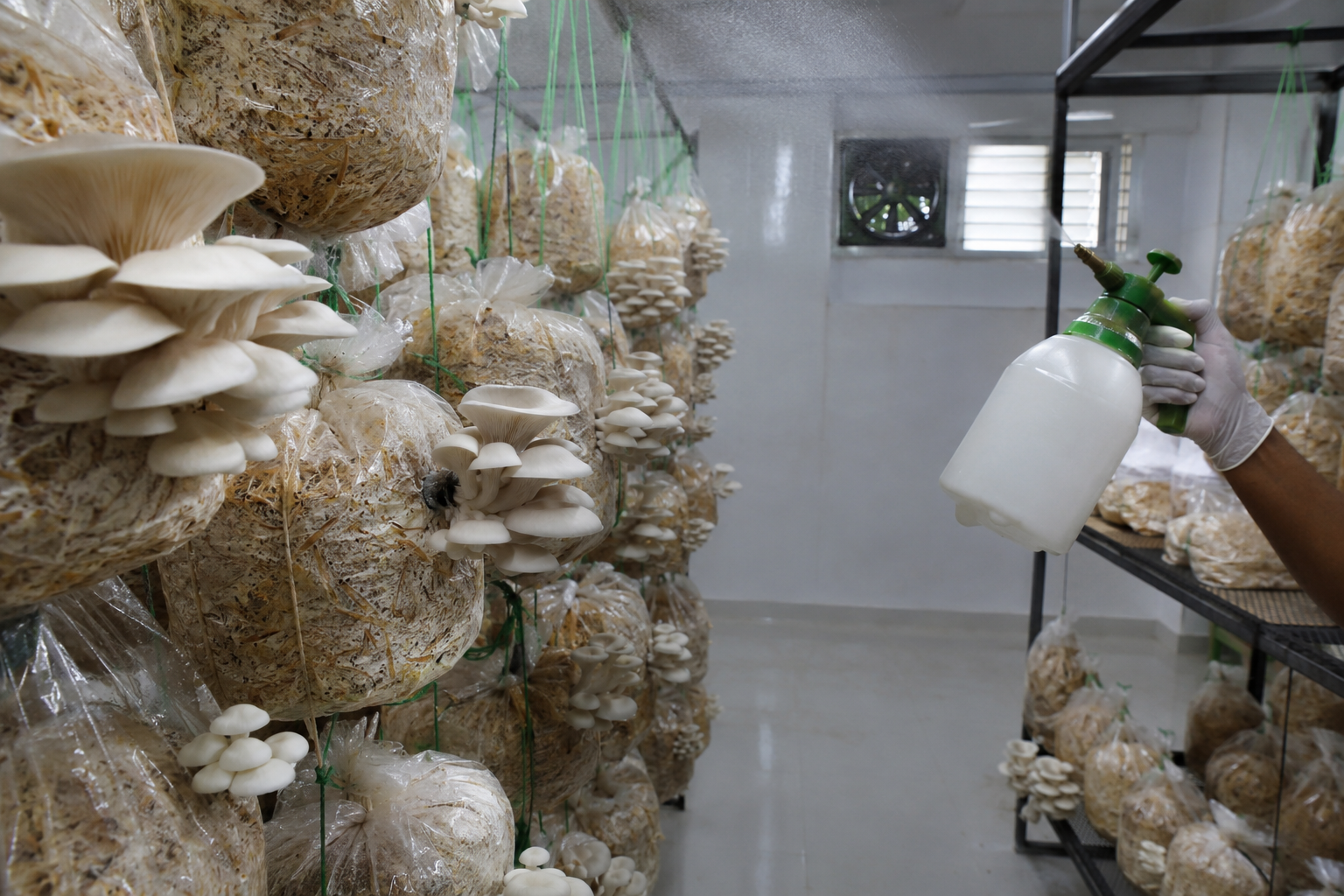 Oyster mushroom fruiting room with developing clusters, ventilation and controlled misting