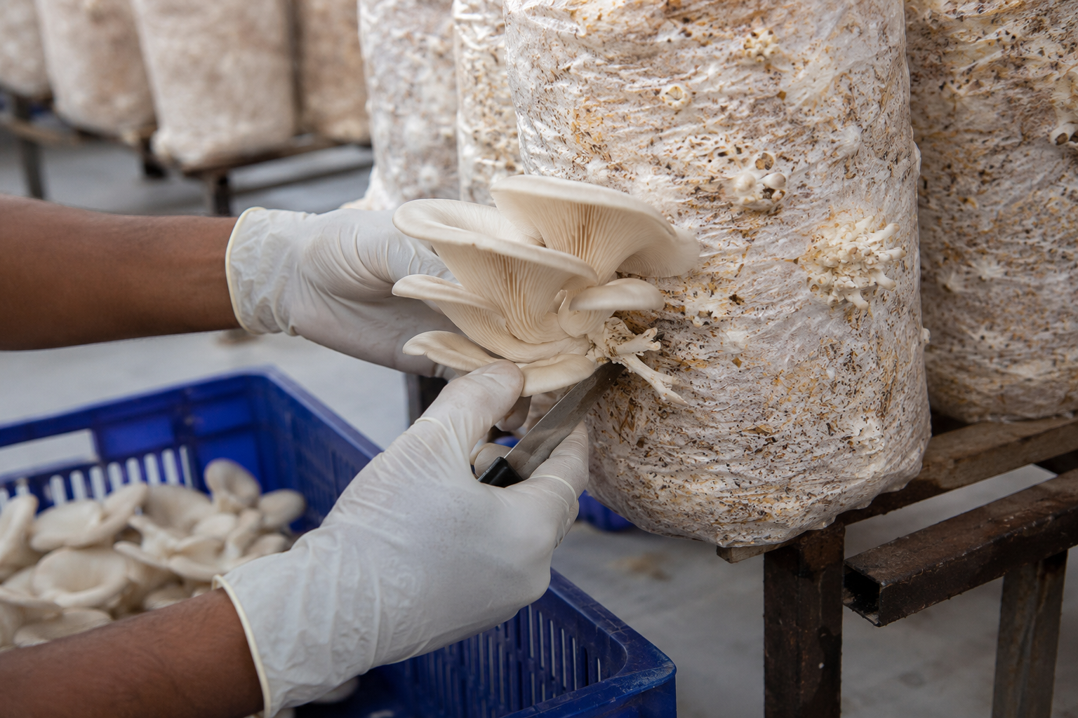 Gloved worker cutting a mature oyster mushroom cluster cleanly from a grow bag